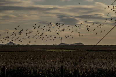 Flock of birds flying over land