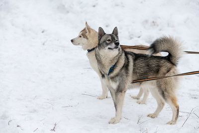 Dog on snow covered land