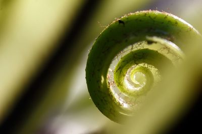 Close-up of fern growing on plant