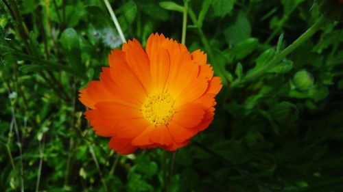 Close-up of orange flower on leaf