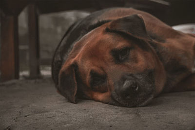 Close-up of dog sleeping