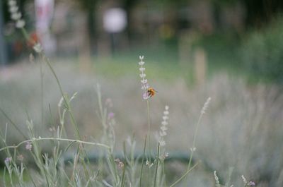 Close-up of insect on plant