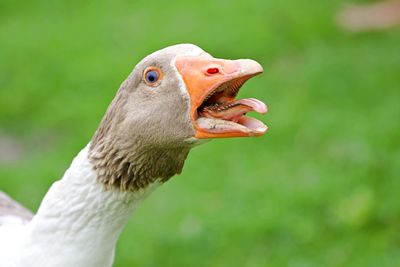 Close-up of a goose 