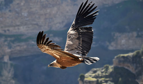 Low angle view of eagle flying against rock