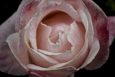 Close-up of pink rose