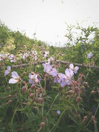 Close-up of fresh flowers blooming in field