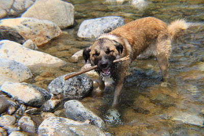 Dog on rock at shore