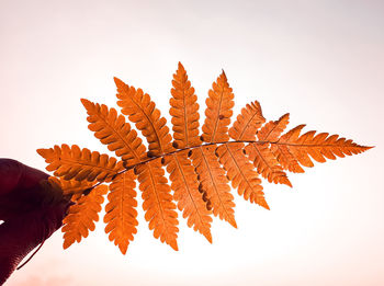 Low angle view of plant against clear sky