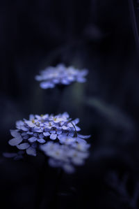 Close-up of purple flowering plant