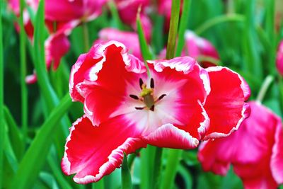 Close-up of pink flowers