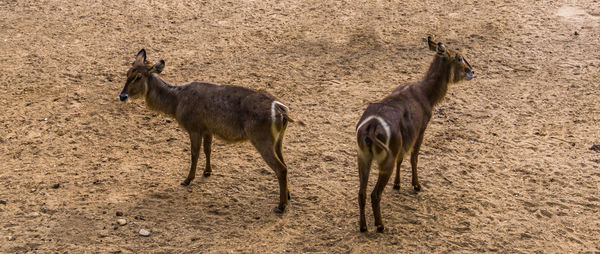 Horses standing in a field