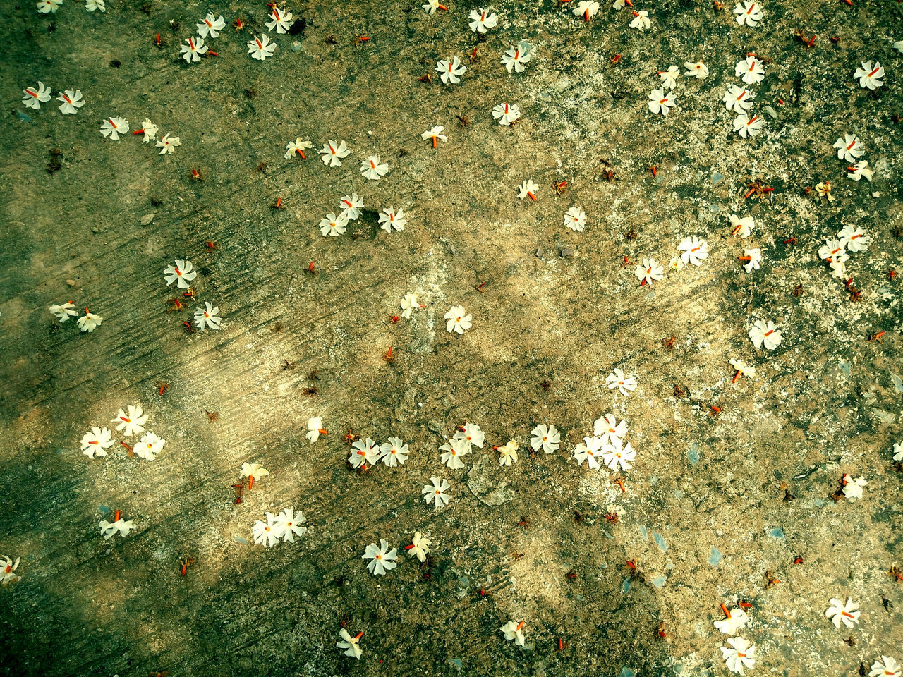 HIGH ANGLE VIEW OF LEAVES ON TREE TRUNK