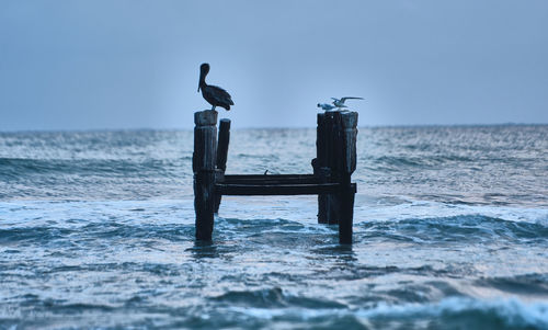 Seagull perching on deck chair by sea against clear sky