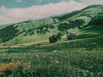 Scenic view of field against sky