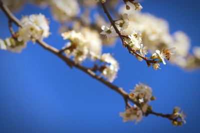 Low angle view of cherry blossom against blue sky