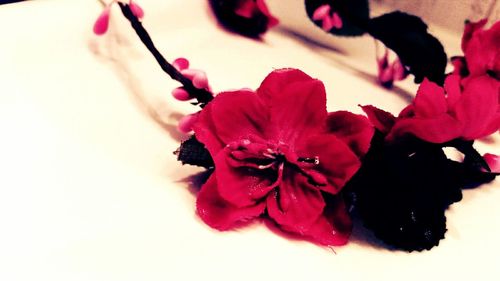 Close-up of pink flowers