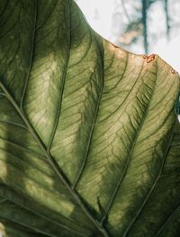 Close-up of autumnal leaves