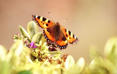 Close-up of butterfly pollinating on purple flower
