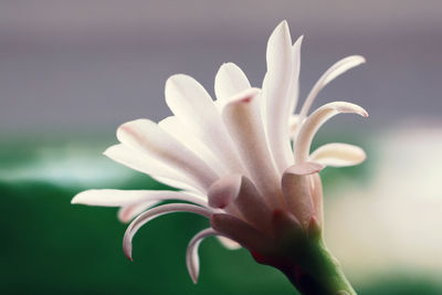 Close-up of flowering plant