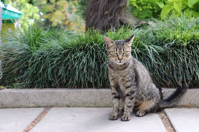 Portrait of cat on plants