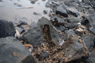 Rocks on shore