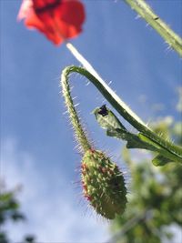 Low angle view of flower tree against sky