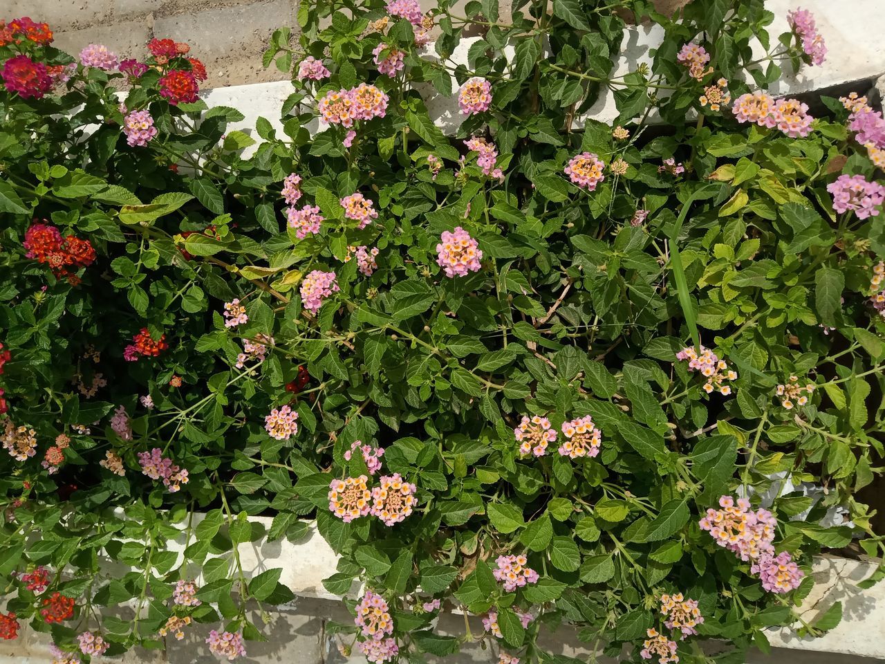 CLOSE-UP OF PINK FLOWERING PLANTS