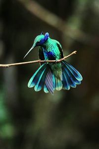 Close-up of bird perching on leaf