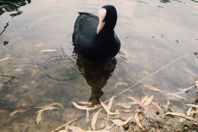 Birds in calm water