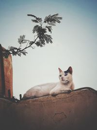Cat relaxing on wall against clear sky
