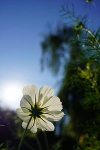 Close-up of white flowering plant against sky