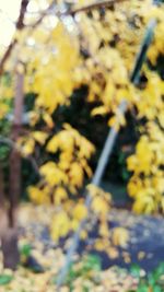 Close-up of plant against blurred background