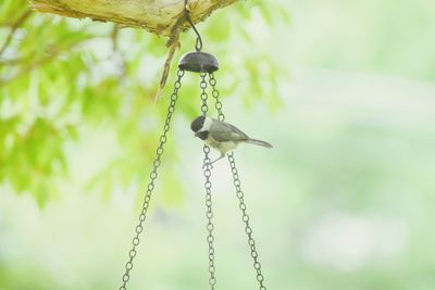 Close-up of a bird on plant