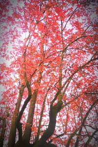 Low angle view of flowering tree against sky