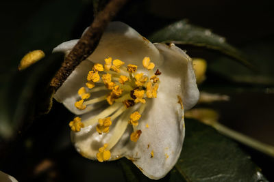 Close-up of yellow rose flower