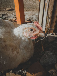 High angle view of chicken