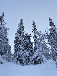 Snow covered trees against clear sky