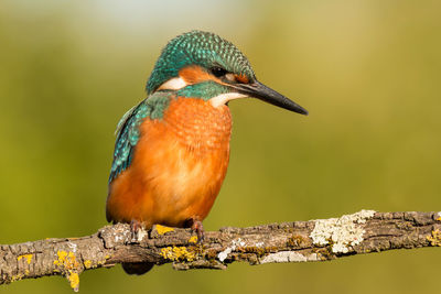 Close-up of bird perching on branch