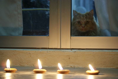 Portrait of cat by window