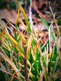 Close-up of fresh green plant