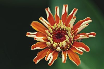 Close-up of gerbera daisy against black background