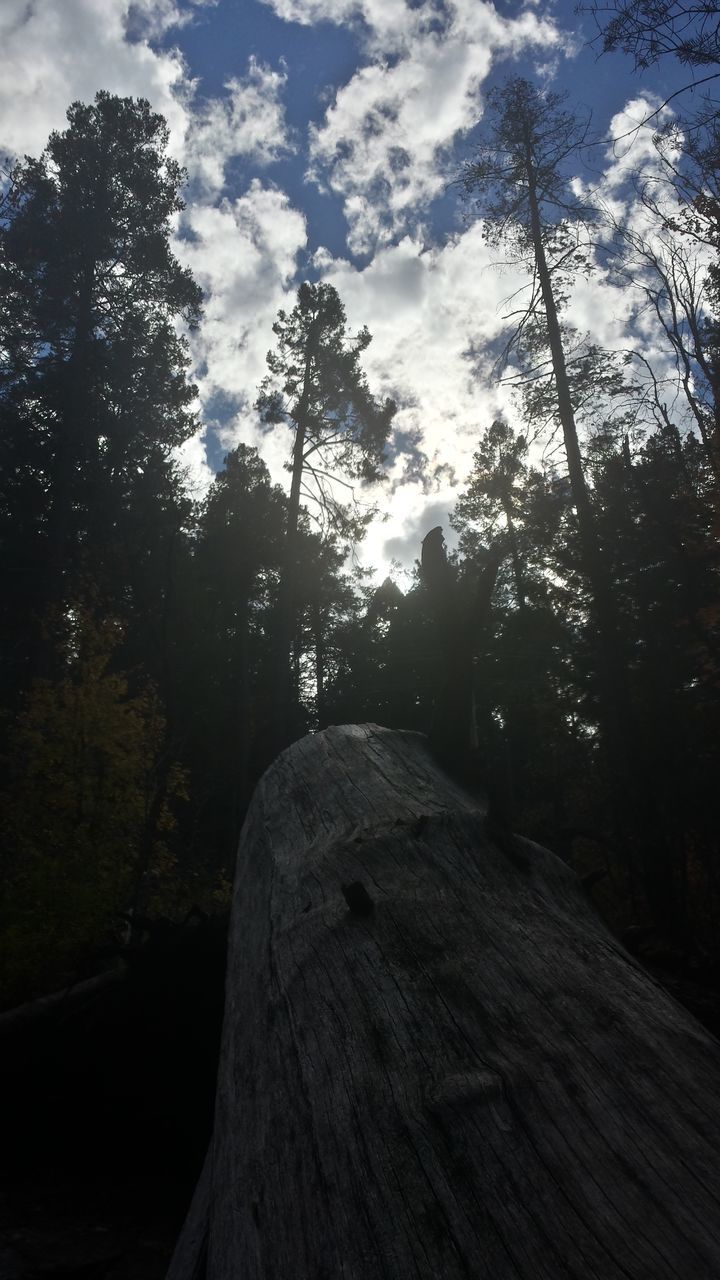 tree, low angle view, tranquility, sky, nature, tranquil scene, beauty in nature, scenics, branch, growth, tree trunk, outdoors, cloud - sky, day, no people, non-urban scene, sunlight, idyllic, forest, cloud