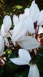 Close-up of white flowers blooming outdoors