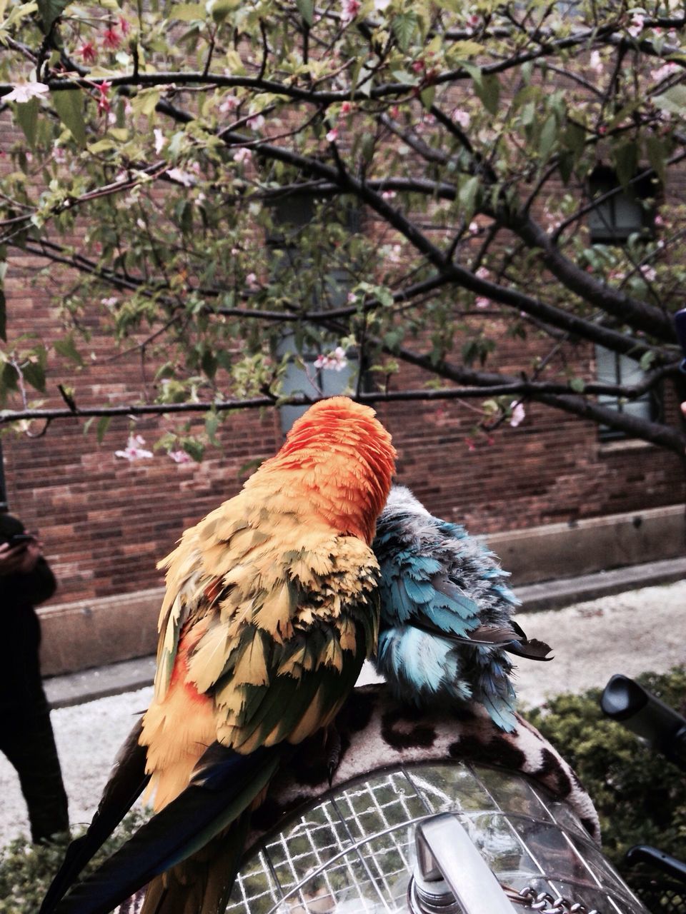 tree, bird, branch, men, rear view, lifestyles, day, full length, perching, tree trunk, holding, animal themes, walking, building exterior, leisure activity, outdoors, built structure, person