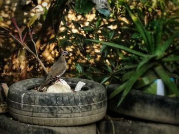 Close-up of bird perching on a tree