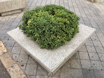 High angle view of plants growing on sidewalk