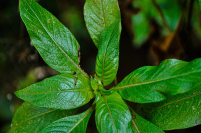 Close-up of fresh green leaves