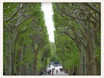 People walking on tree trunk