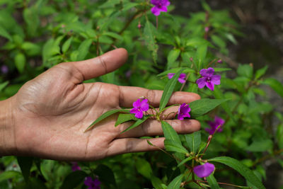 Cropped image of person holding plant