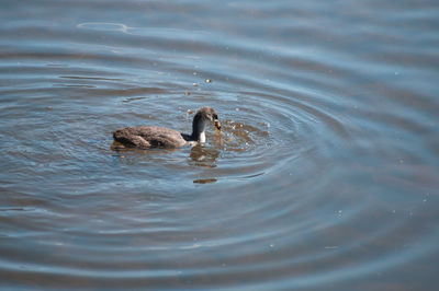 High angle view of ducks swimming in lake